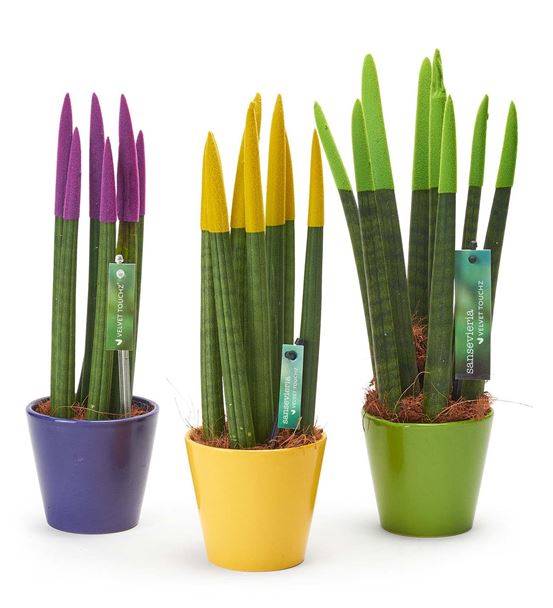 Sansevieria 3'lü Kılıç Çiçeği Bitkisi